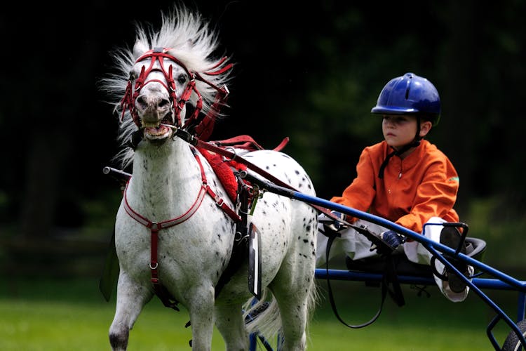 White Black Horse With Boy