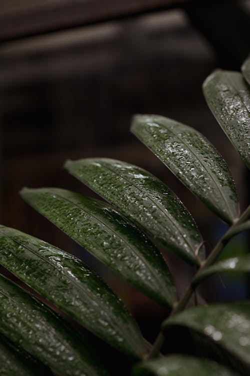 Closeup of Wet Leaves 