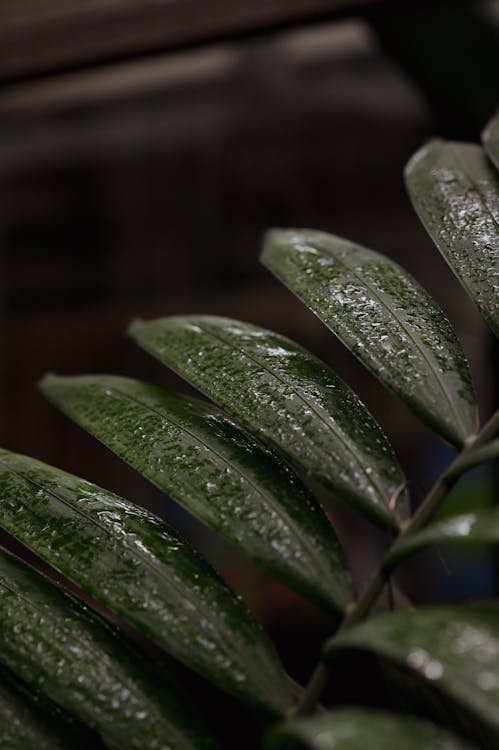 Closeup of Wet Leaves · Free Stock Photo