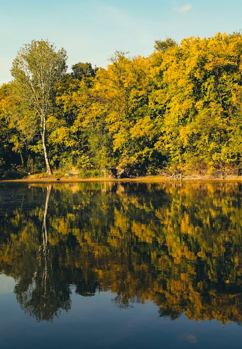 Immagine gratuita di alberi, fiume, foresta