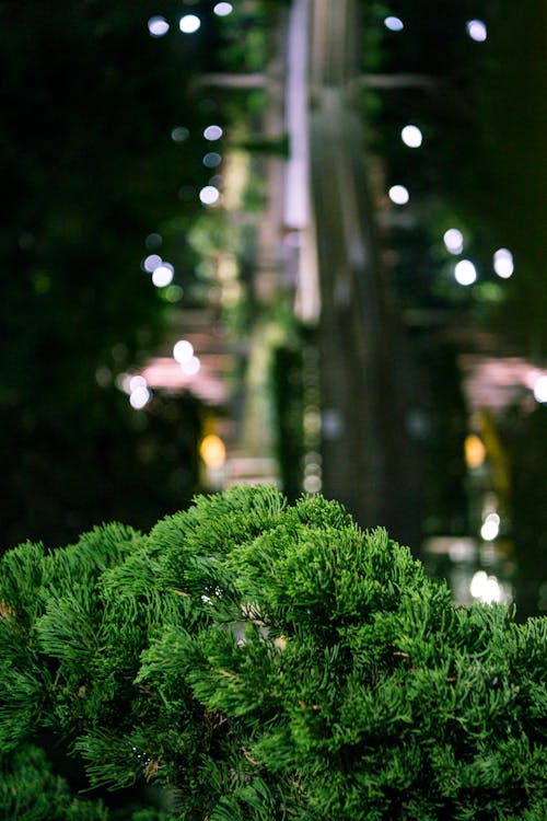 Free Green Leafed Plant Beside Body of Water Stock Photo