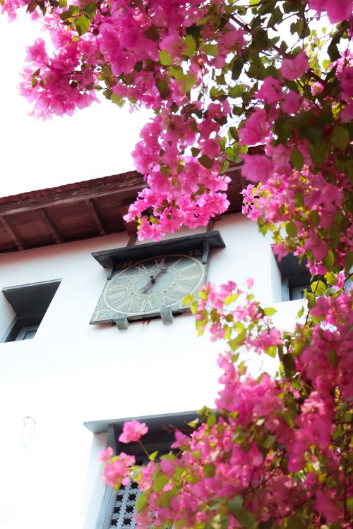 Free stock photo of analog clock, angel s breath flowers, architectural building Stock Photo