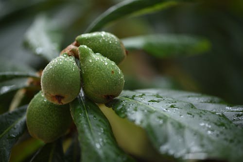Green Fruits Covered in Raindrops