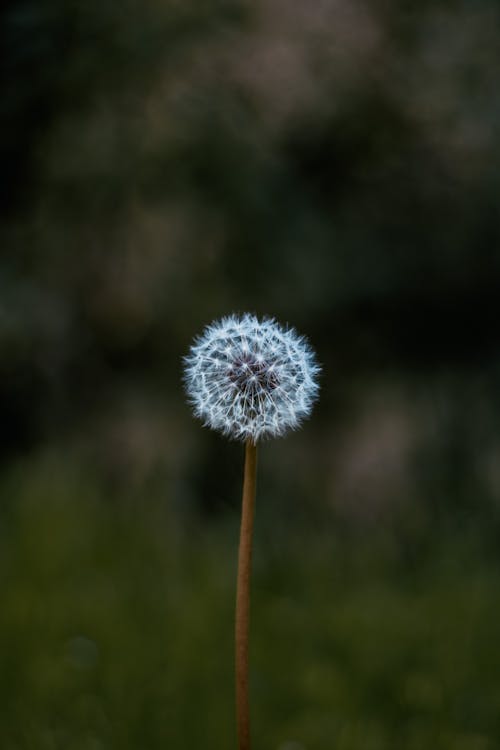 Photo of a Single White Dandelion