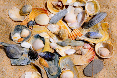 殼, 海灘, 海螺 的 免費圖庫相片