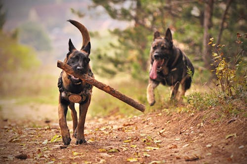 免费 两名成年的黑褐色德国牧羊犬在地面上奔跑 素材图片