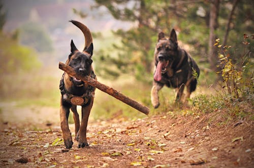 兩名成年的黑褐色德國牧羊犬在地面上奔跑