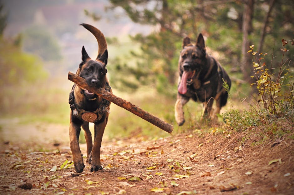 how to keep dogs cool outside in hot weather