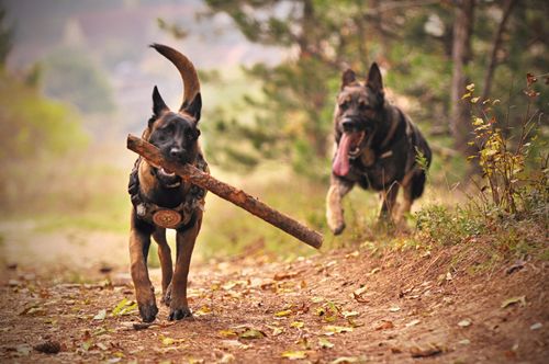 Calm dog