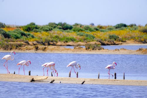 Free stock photo of flamingos, sand, sky Stock Photo