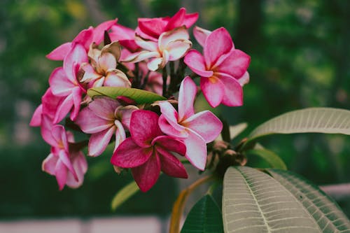 Frangipani Flowers Blooming Outdoors