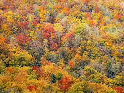 Foto stok gratis daun gugur, daun musim gugur, hutan suasana musim gugur