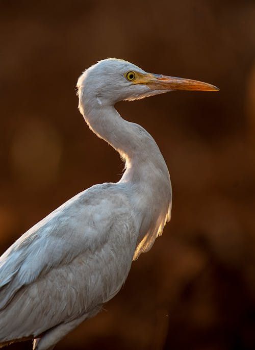 Portrait of a White Heron