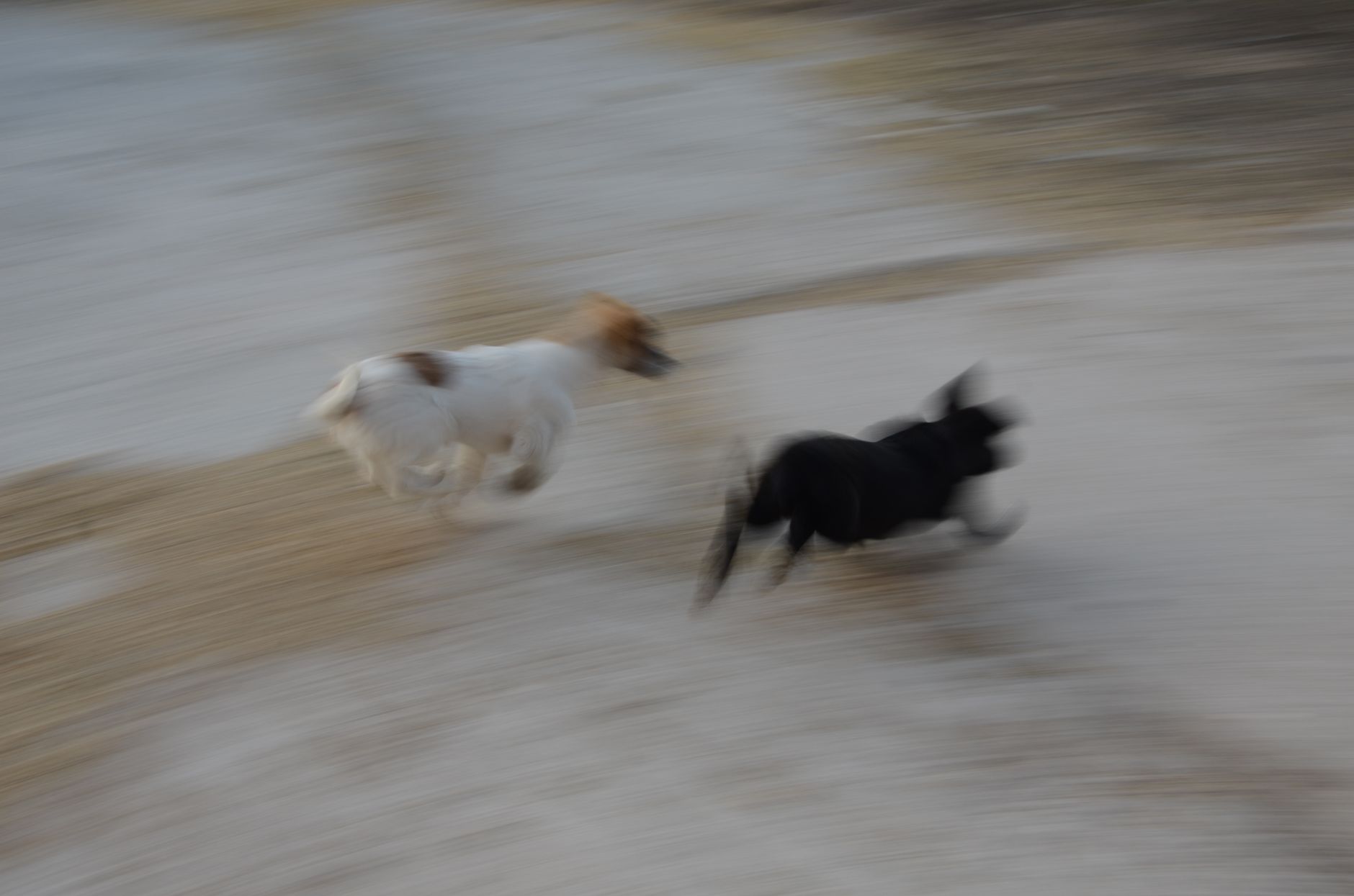 Blurry action shot of two dogs running energetically outdoors in Ankara, Türkiye.