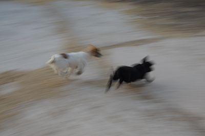 My Doodle Growls at Kids — Dogs, and Cats, Daycare Made It Worse, and Here's What Actually Helped