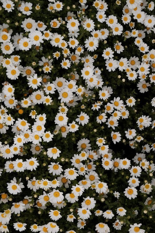 คลังภาพถ่ายฟรี ของ การเจริญเติบโต, ดอกเดซี่, ดอกไม้