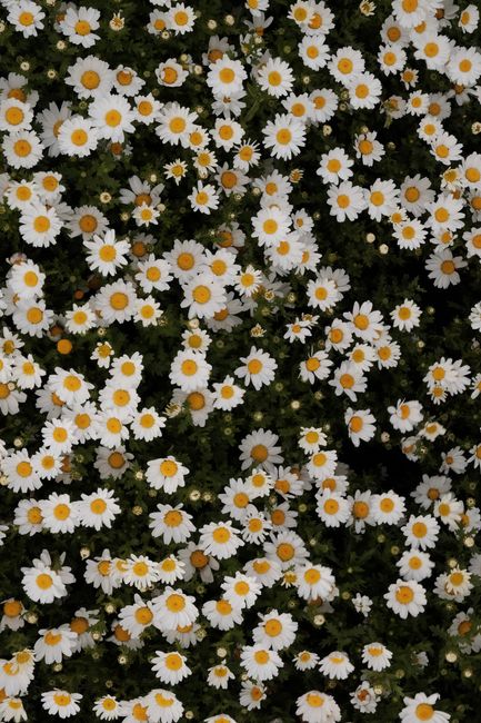 Aerial view of a vibrant, blooming meadow full of daisies under natural light.