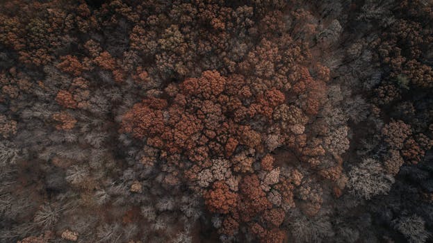 密歇根州底特律秋叶森林的无人机航拍景观