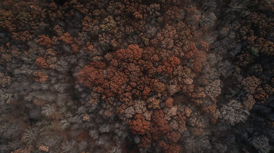 Drone view of a forest with autumn foliage in Detroit, Michigan.