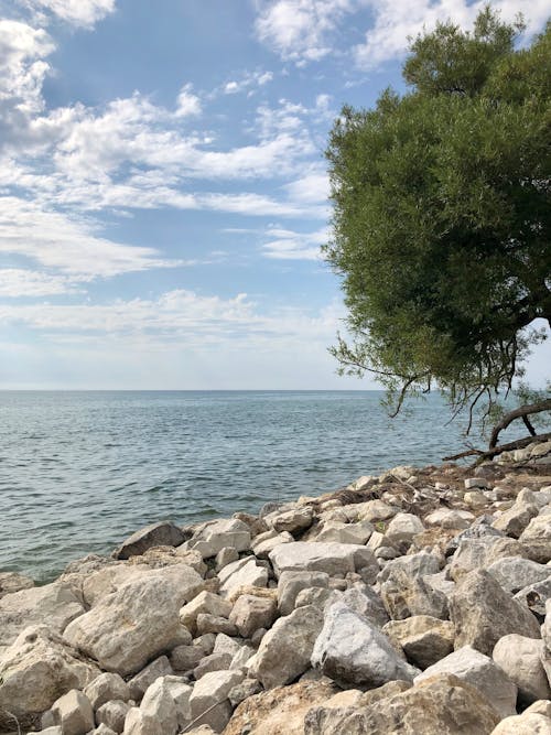 Foto d'estoc gratuïta de arbre, Costa, mar