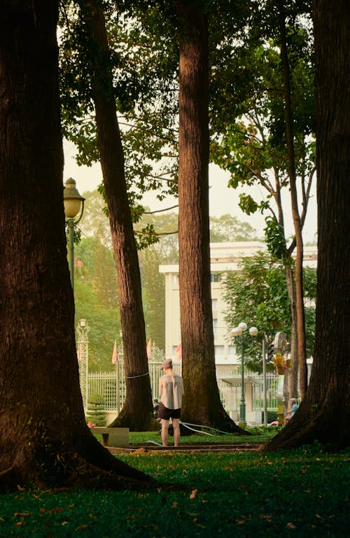 Photos gratuites de arbres, citadin, debout