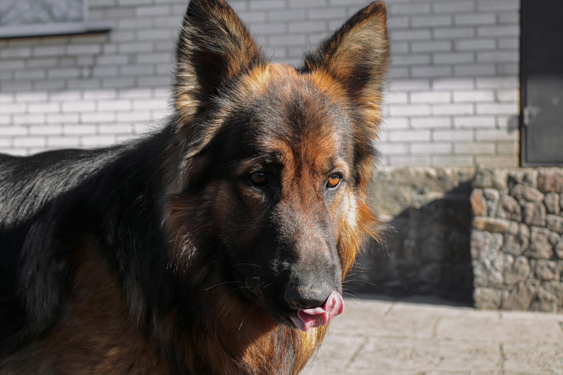 Närbilder av en schäferhund