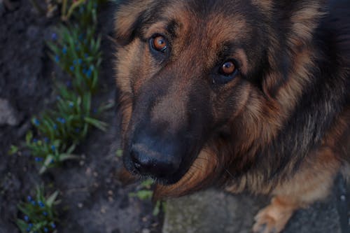 Photo of a Cute German Shepherd Looking at the Camera