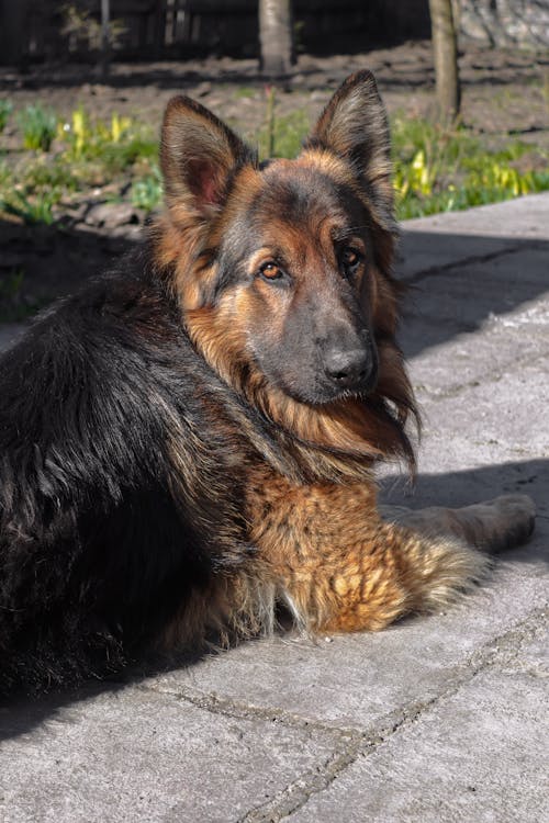 Fotobanka s bezplatnými fotkami na tému dno, domáce zviera, domáci