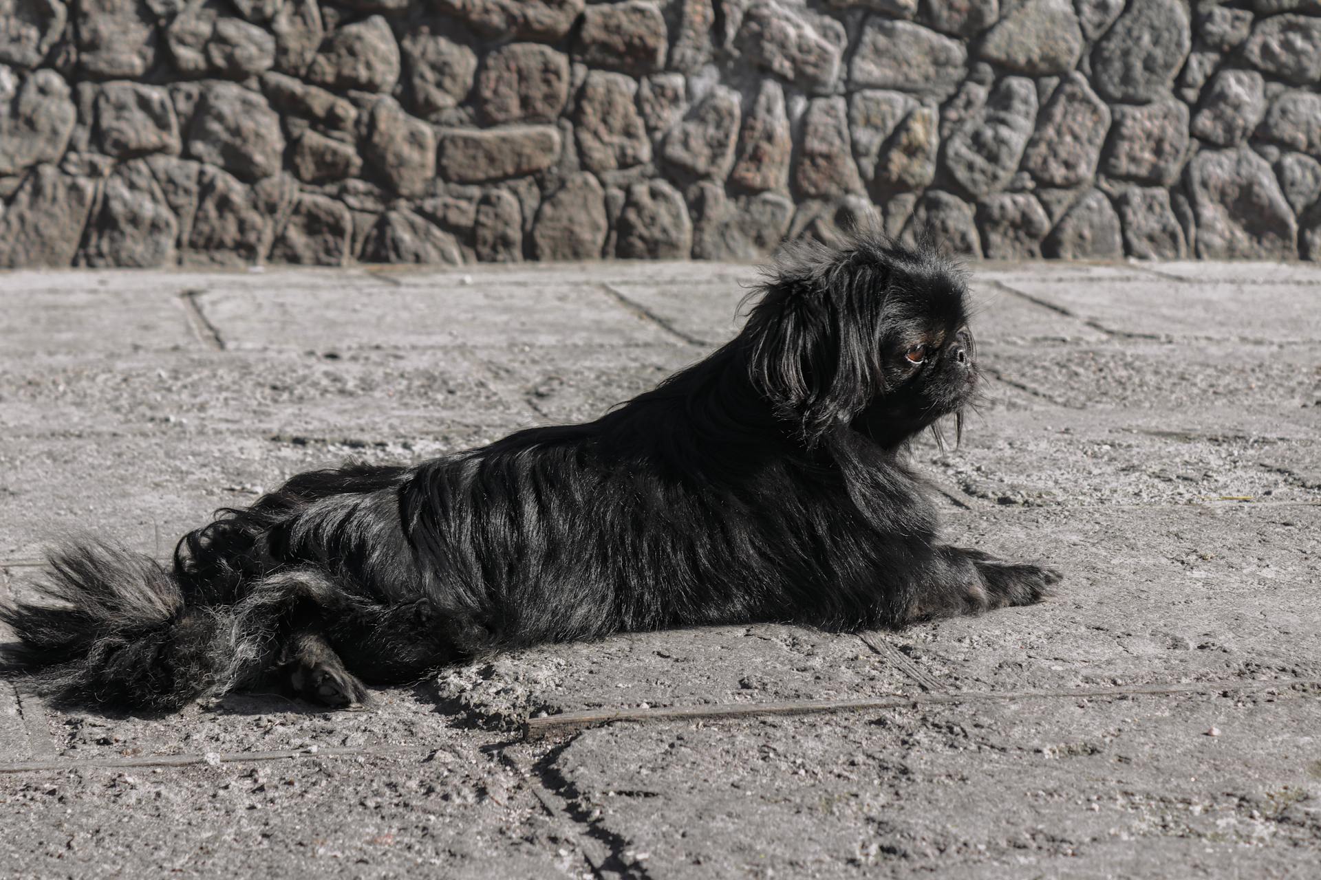 Le pékin noir est mignon .