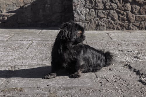 Fotobanka s bezplatnými fotkami na tému dno, domáce zviera, domáci