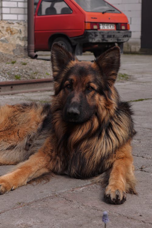 Foto profissional grátis de animal, animal de estimação, cachorro