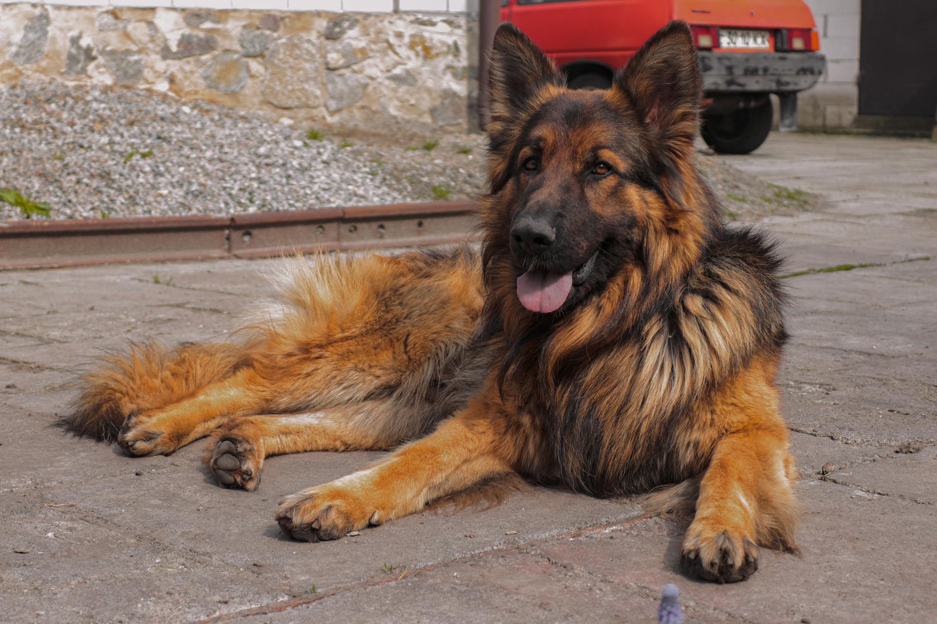 Big Dog Lying on Pavement