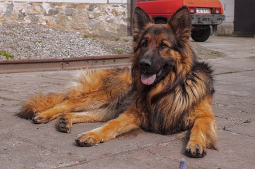Free German Shepherd lying on concrete surface outdoors showing loyalty and calm demeanor. Stock Photo