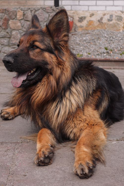 Free A German Shepherd dog lying on the pavement showing its furry coat. Stock Photo