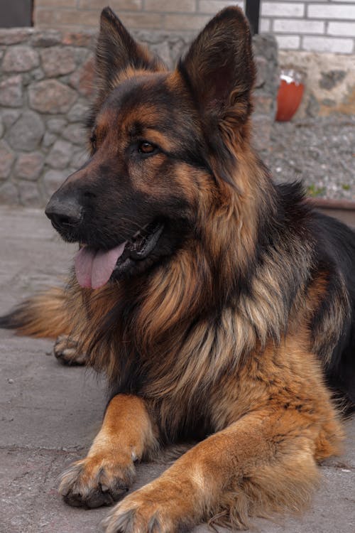 Foto profissional grátis de animal, animal de estimação, cachorro