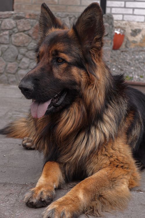 Free Close-up of a German Shepherd dog resting on pavement showcasing its beautiful fur and attentive expression. Stock Photo