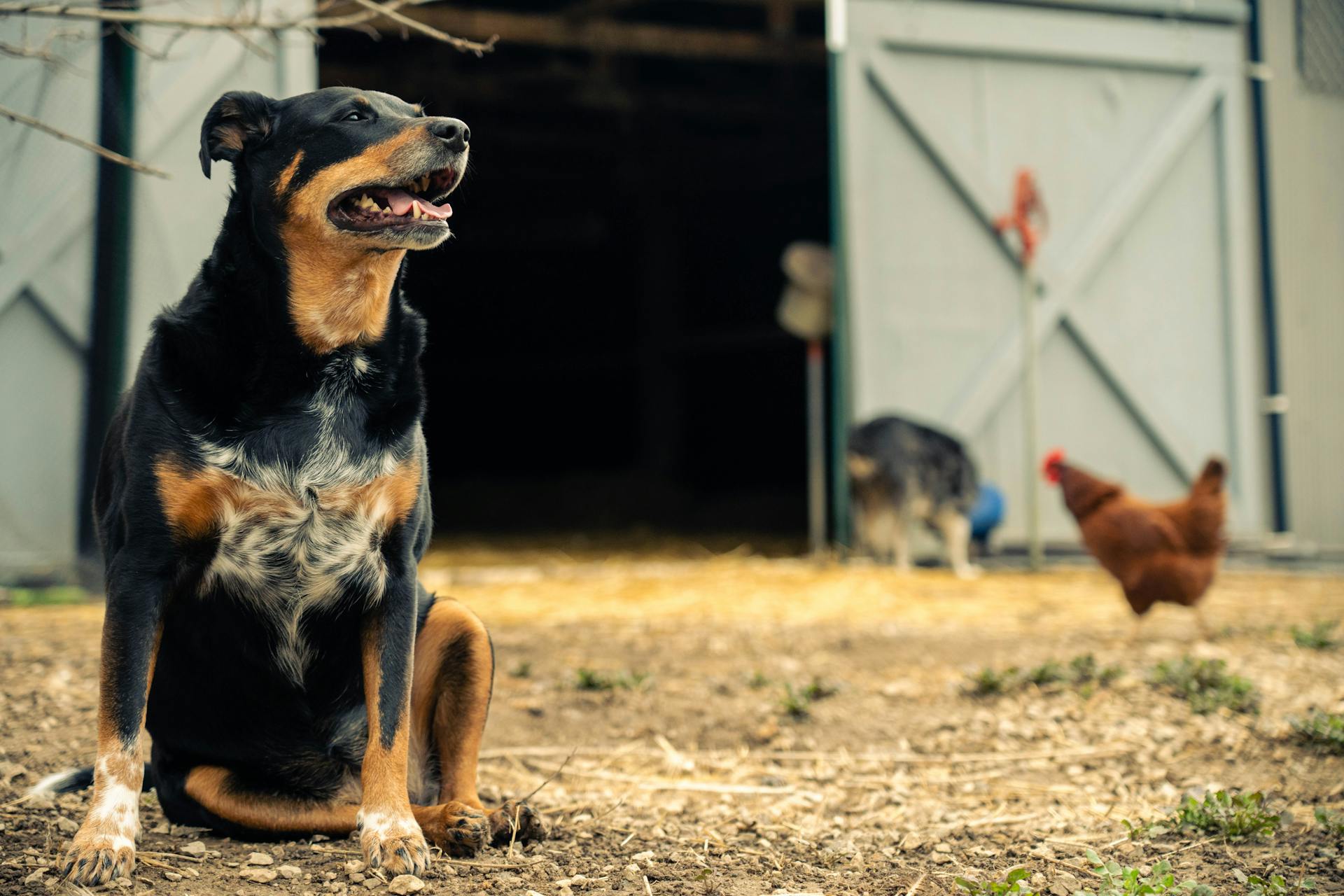 Dog and Hen at Farm