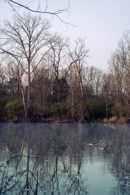 Ilmainen kuvapankkikuva tunnisteilla ankka, järvi, lintu