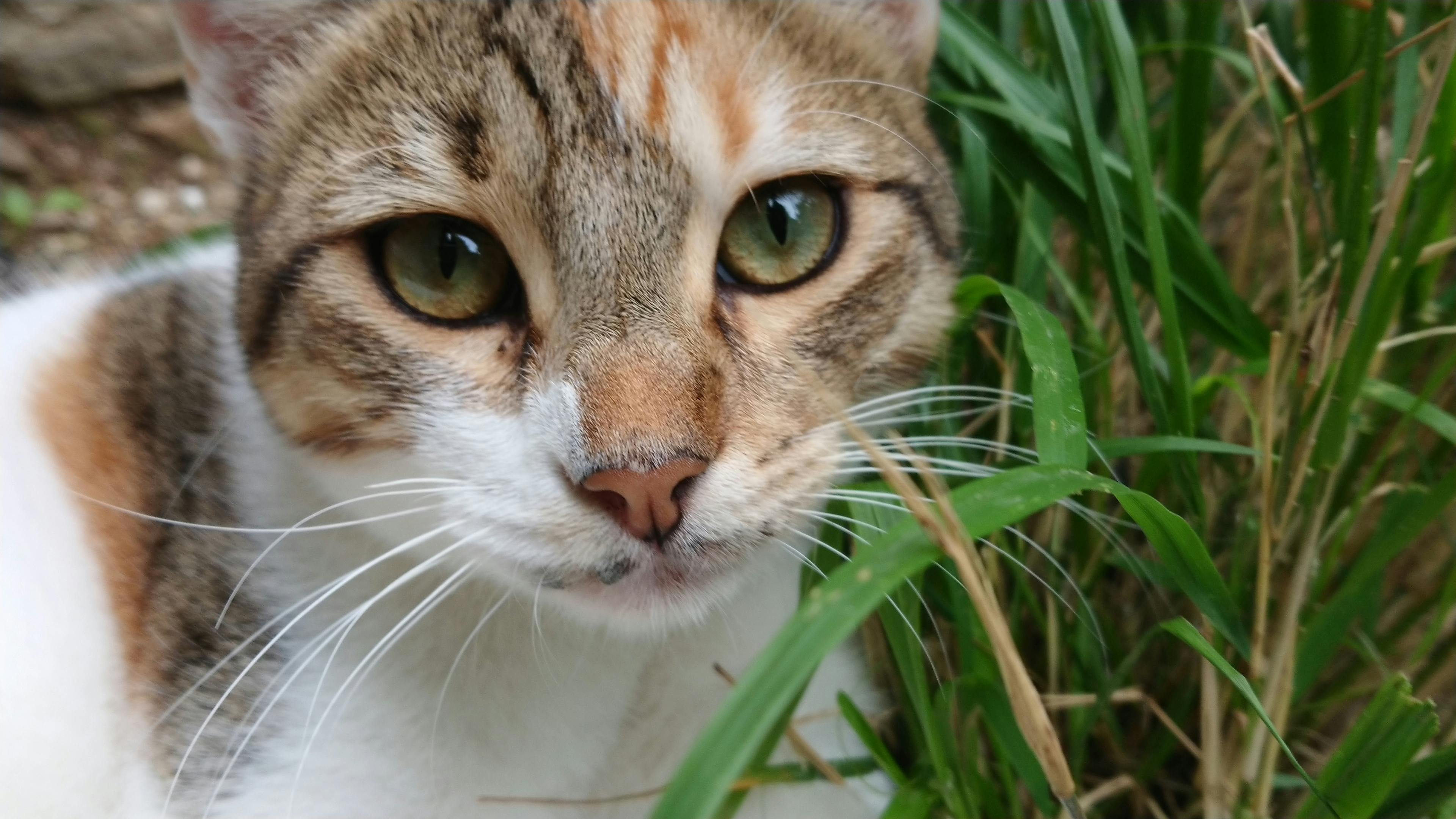 Foto Stok Gratis Tentang Binatang Imut Binatang Lucu Hewan Imut