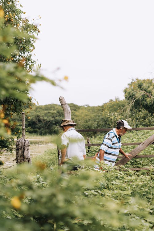 Foto stok gratis agrikultura, bidang, lahan pertanian