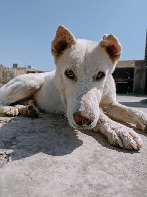 Kostnadsfri bild av djurfotografi, hund, husdjur