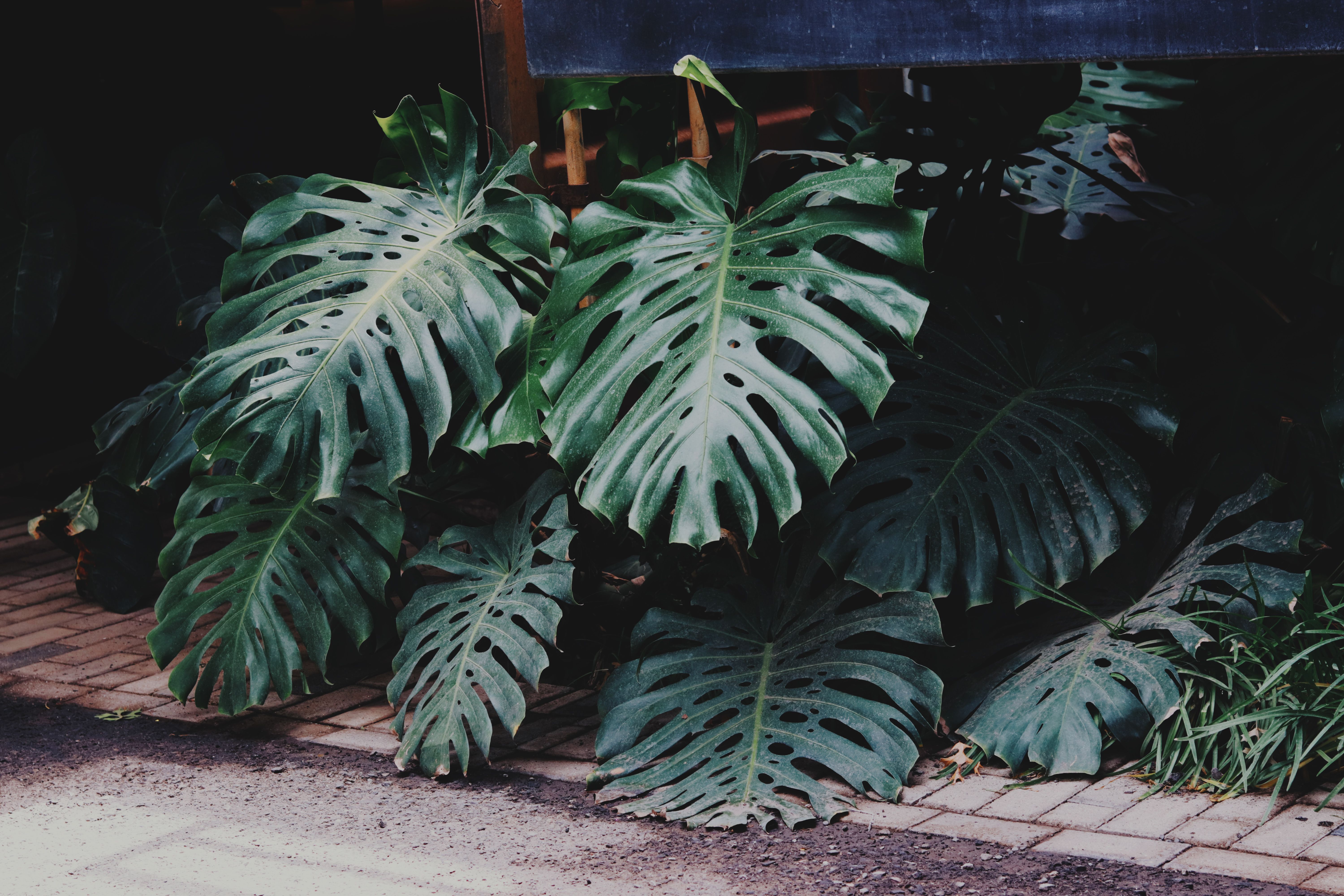 Huge Leaves of Monstera  Free Stock Photo