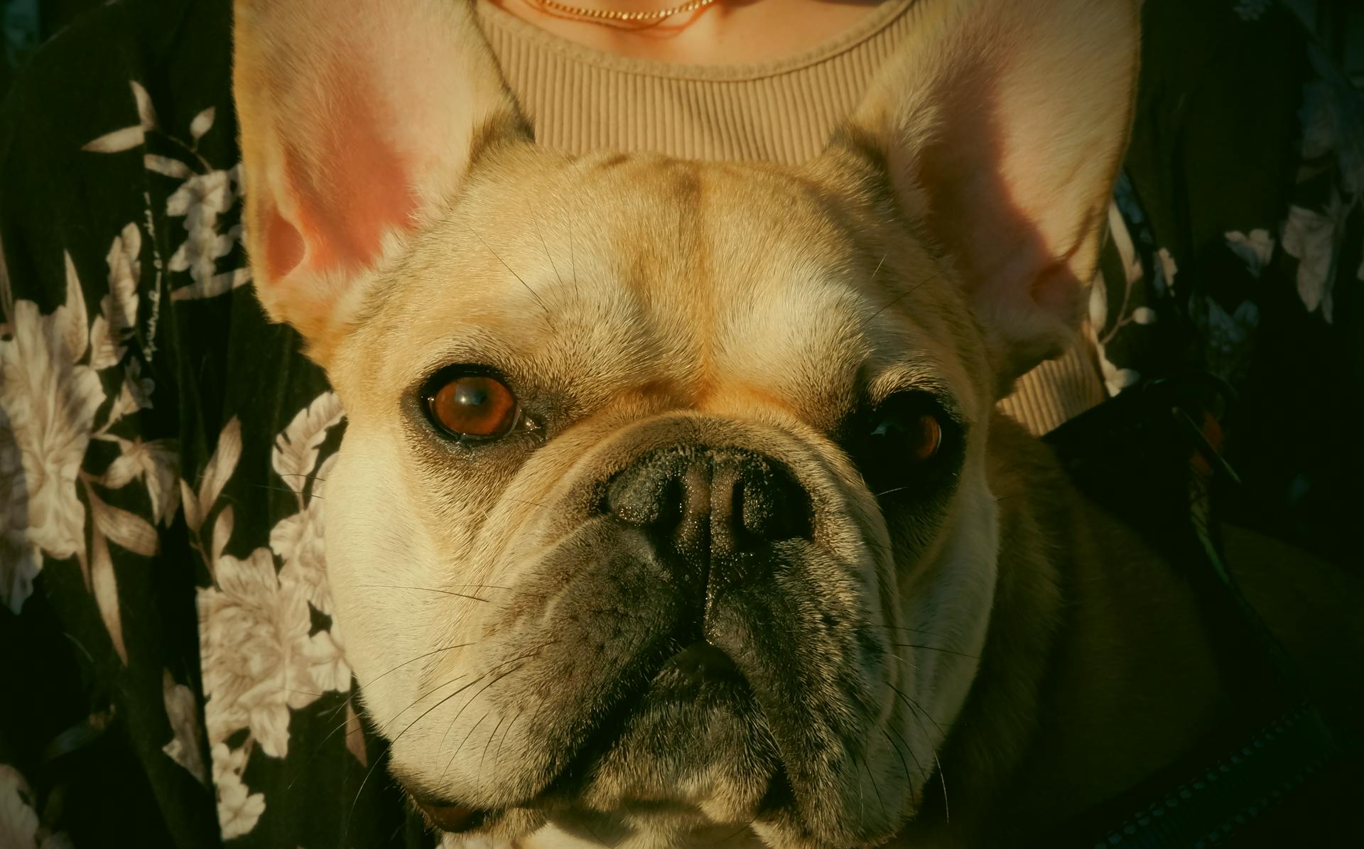 Close up of White Bulldog