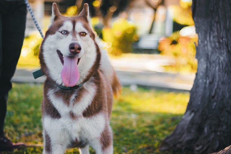 Husky Dog Among Trees