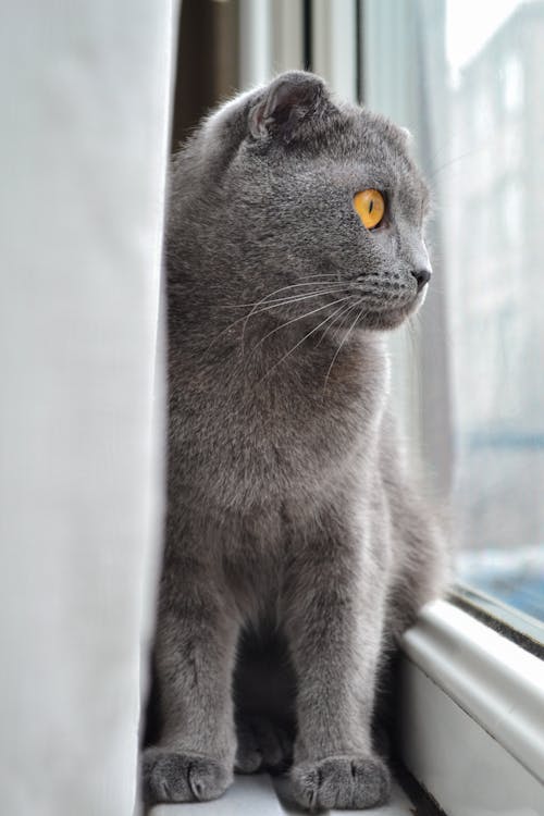 Free Cute Gray Cat Looking Through Window Stock Photo