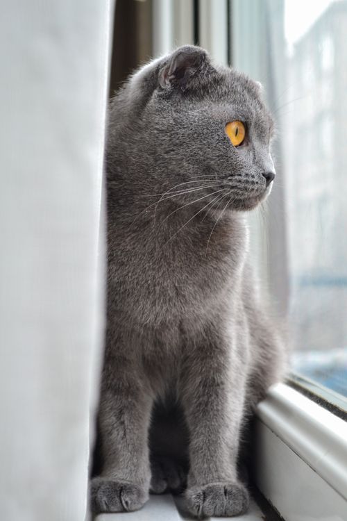 Free A curious gray cat with vivid yellow eyes gazing out a window, captured in a vertical shot. Stock Photo