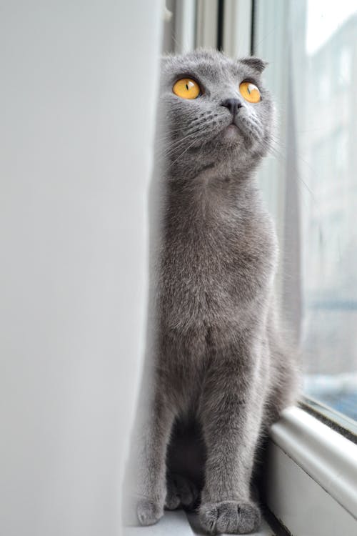 A British Shorthair Cat on a Windowsill