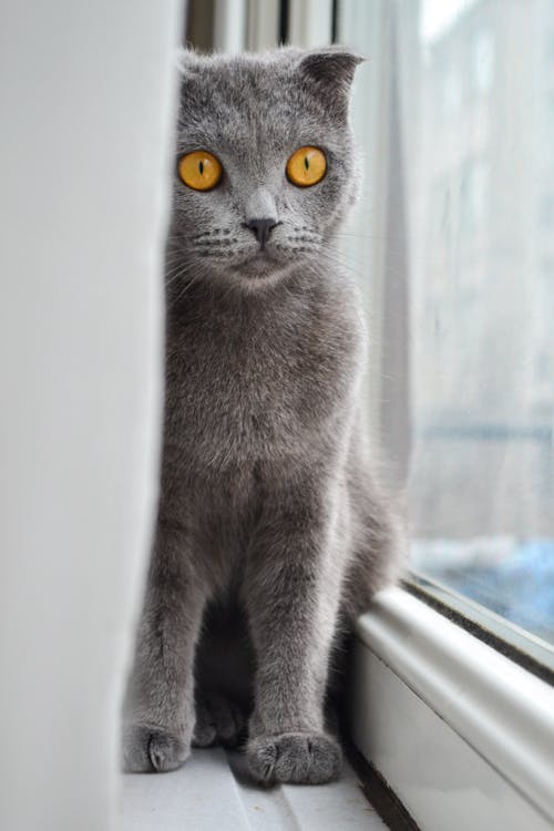 A British Shorthair Cat on a Windowsill 