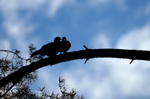 Ilmainen kuvapankkikuva tunnisteilla kyyhky, lintu, oksa