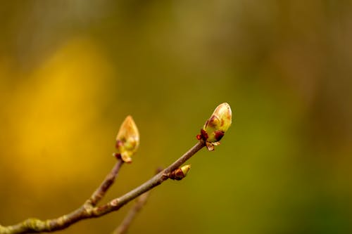 Flower Bud on Branch